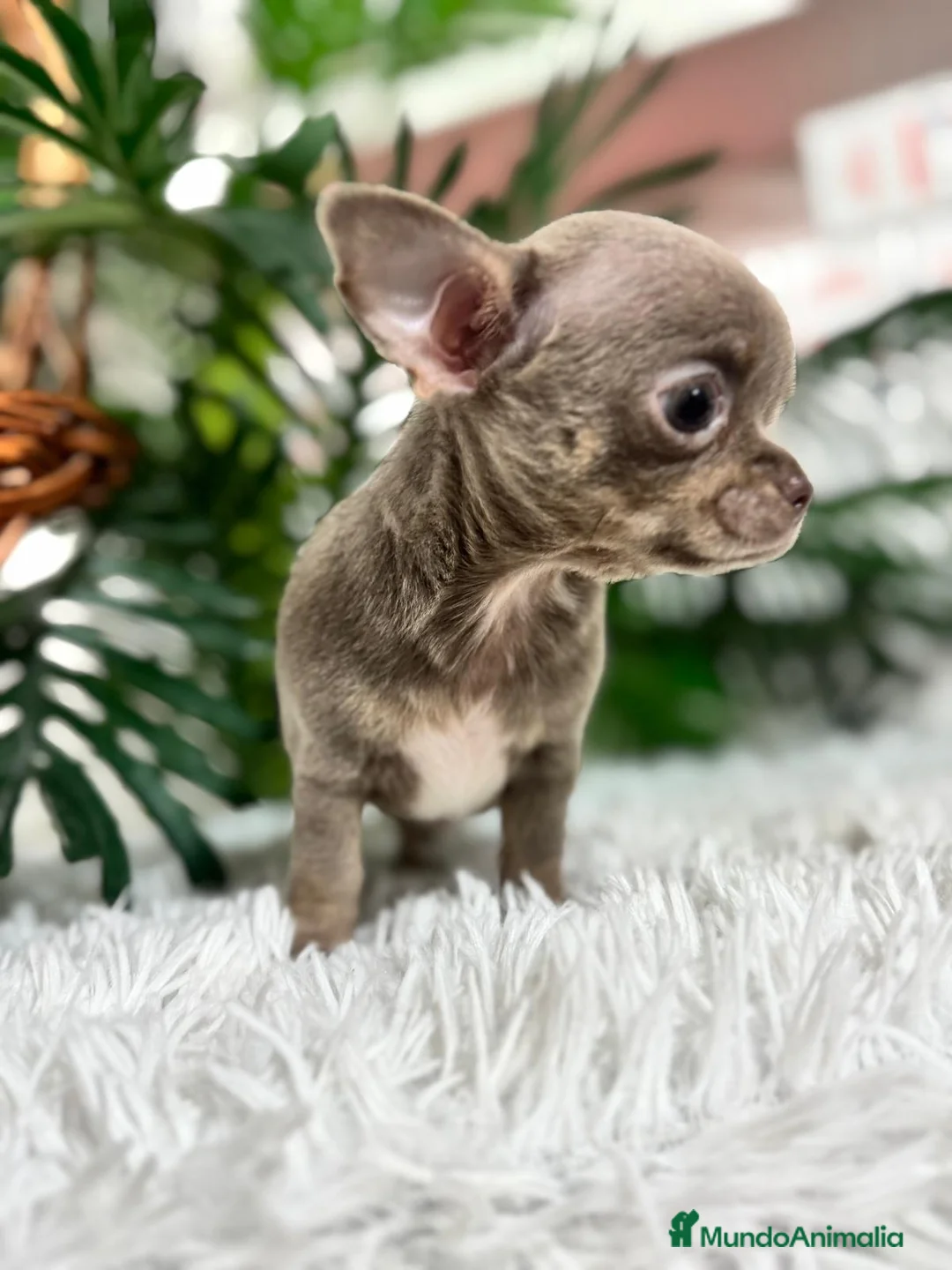 Chihuahua perros en venta: CHIHUAHUA MACHO - Anuncio 1