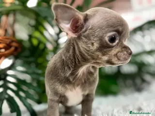 Chihuahua perros CHIHUAHUA MACHO - Anuncio 3