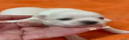 Chihuahua perros en venta: Chihuahuas mini - Anuncio 1