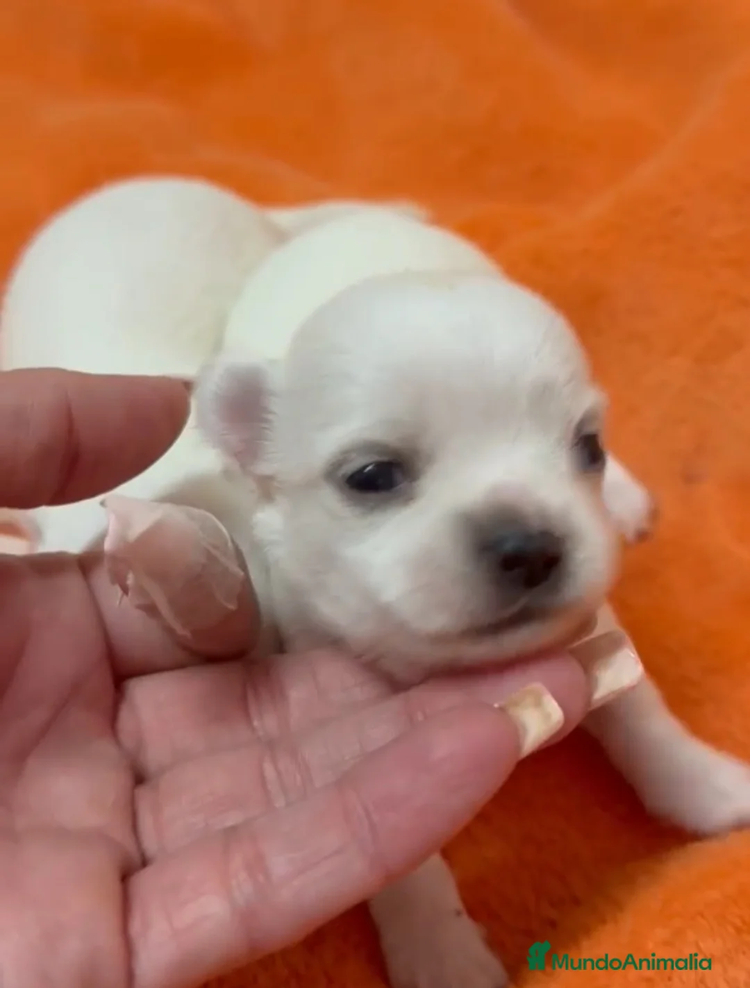 Chihuahua perros en venta: Chihuahuas mini - Anuncio 1