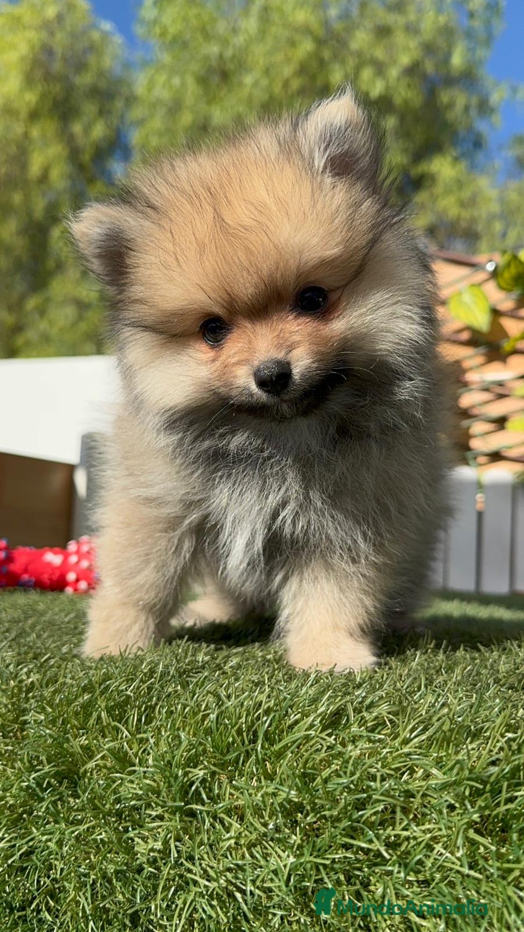 Pomerania perros en venta: POMERANIA MACHO - Imagen 2