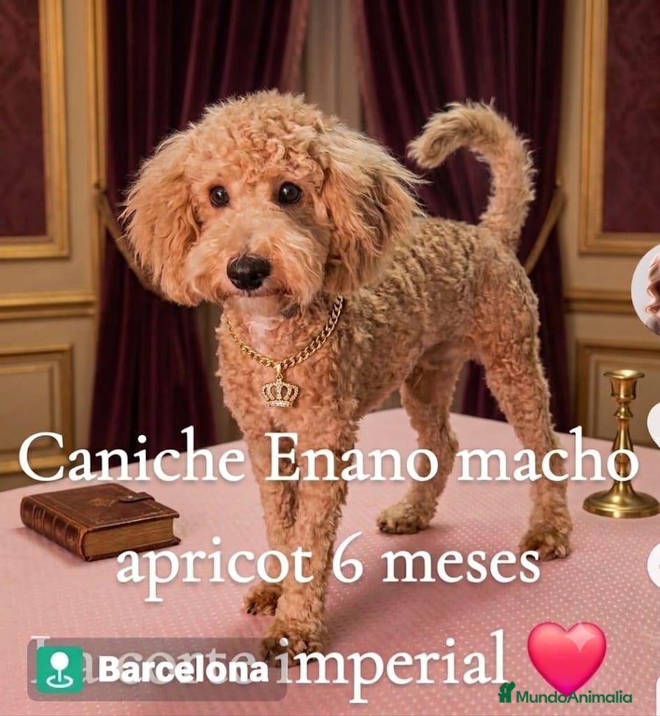 Caniche Enano perros Caniche enano - Anuncio 1