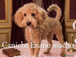 Caniche Enano perros Caniche enano - Anuncio 1