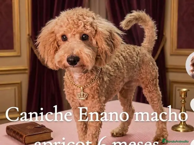 Caniche Enano perros Caniche enano - Anuncio 23