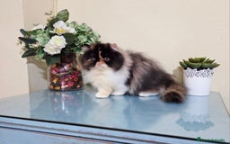 Exótico de Pelo Largo gatos en venta: Gatita Persa - Imagen 2
