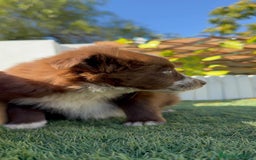 Border Collie perros en venta: BORDER COLLIE - Anuncio 9