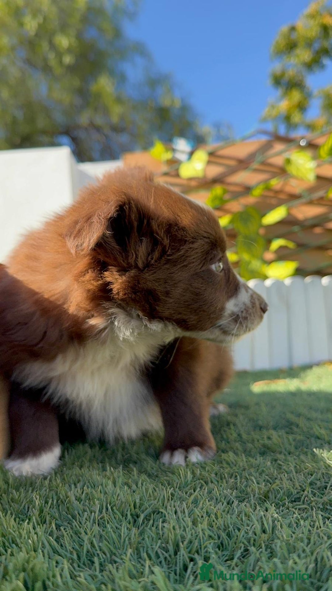 Border Collie perros en venta: BORDER COLLIE - Anuncio 9