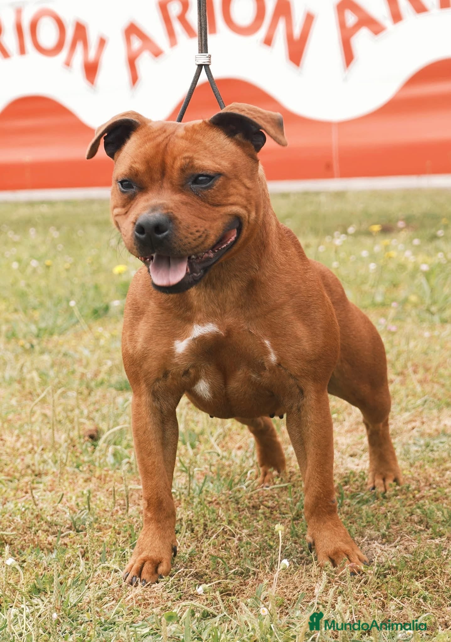 Staffordshire Bull Terrier perros Staffordshire Bull terrier  - Anuncio 1