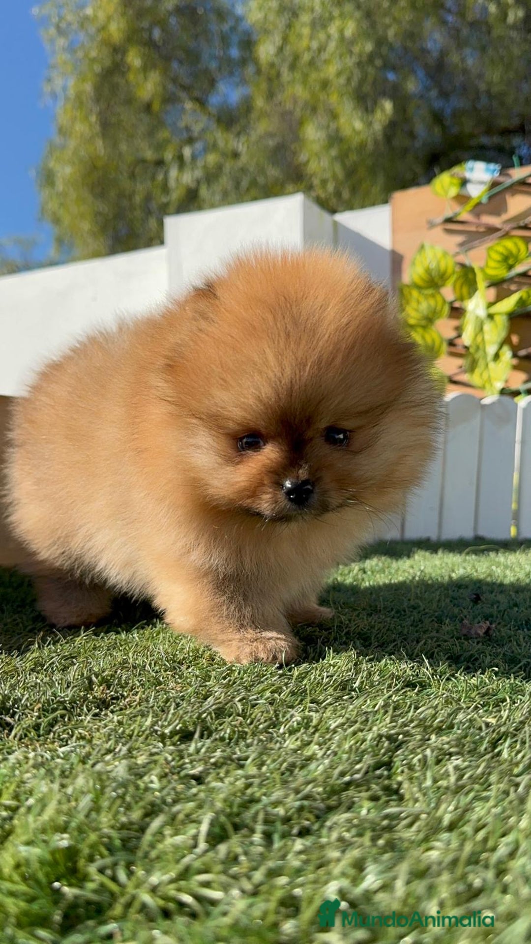 Pomerania perros en venta: POMERANIA HEMBRA CARA DE OSO - Anuncio 11
