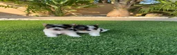 Biewer Yorkshire Terrier a la Pom Pon perros en venta: Yorkshire  - Anuncio 2