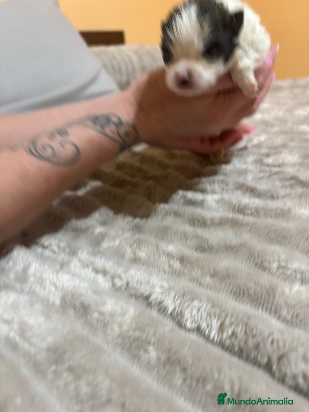 Pomerania perros en venta: Lulu Pomerania macho party  - Anuncio 11