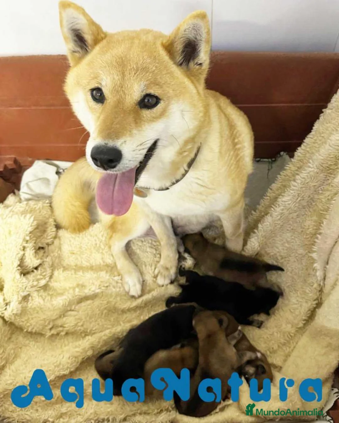 Shiba Inu perros en venta: Shiba Inu Hembra 7189 - AQUANATURA en Barcelona - Anuncio 5
