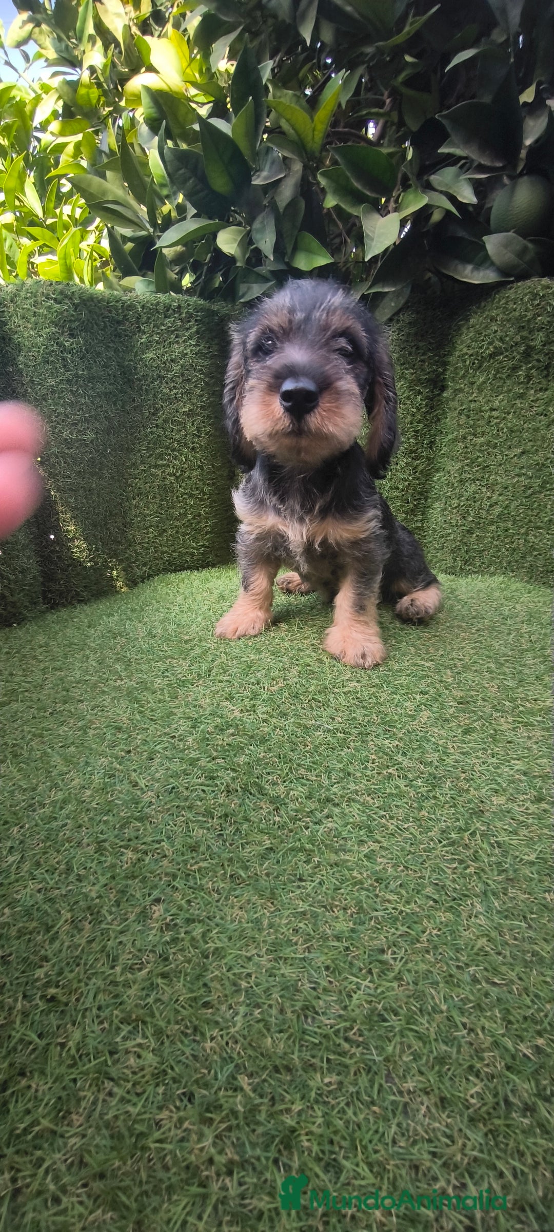 Teckel Miniatura perros en venta: teckel pelo basto - Imagen 9