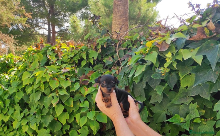 Pinscher Austríaco de Pelo Corto perros - Propaganda 1