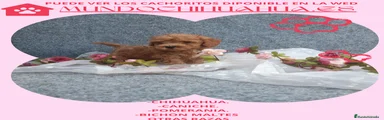 Caniche Toy Cachorro 10