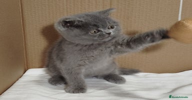 Británico de Pelo Corto gatos British Shorthair, último machito  - Anuncio 14