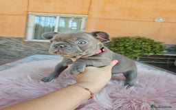 Bulldog Francés perros en venta: Bulldog francés hembra lilac - Imagen 3