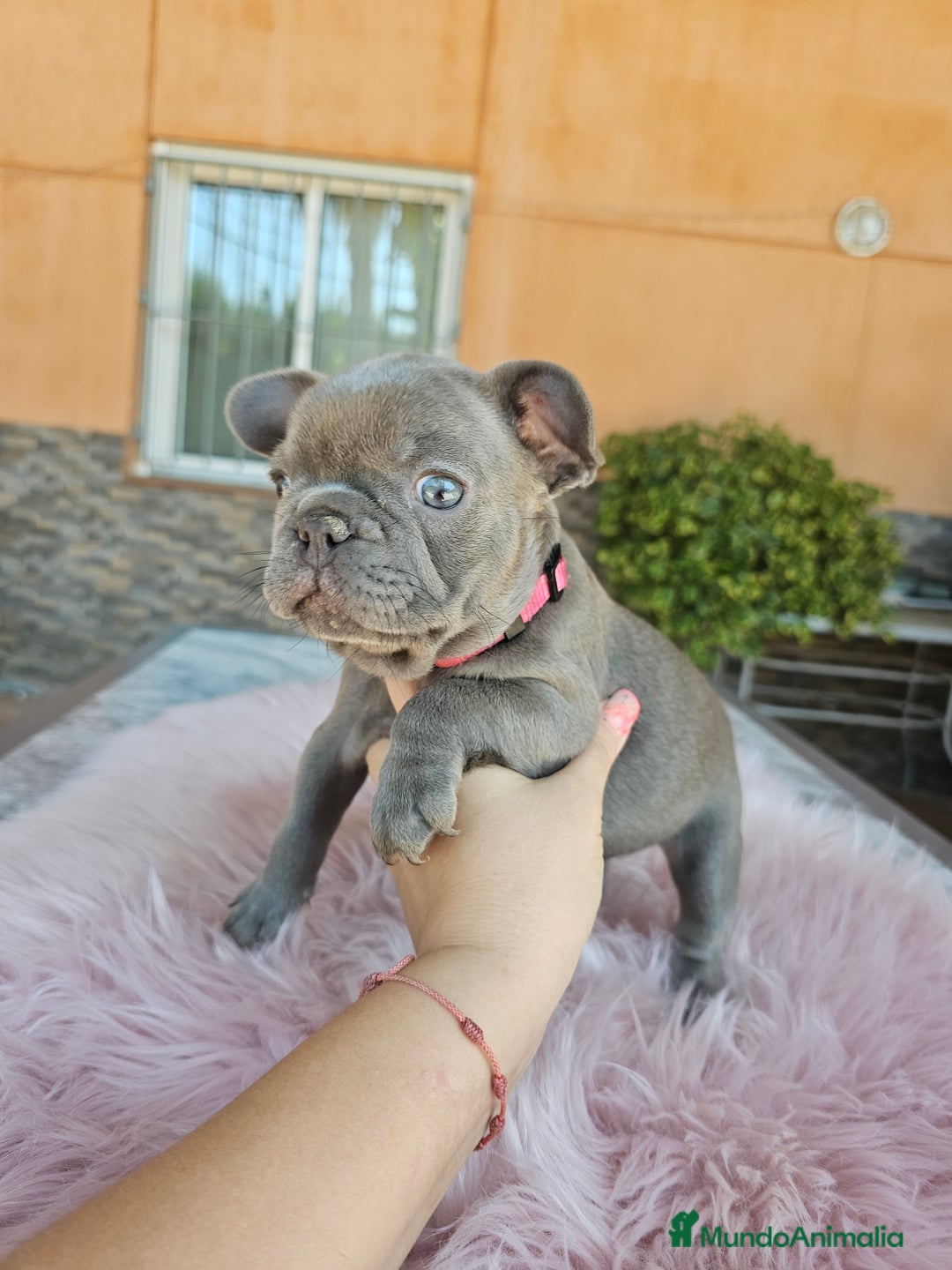 Bulldog Francés perros en venta: Bulldog francés hembra lilac - Imagen 3