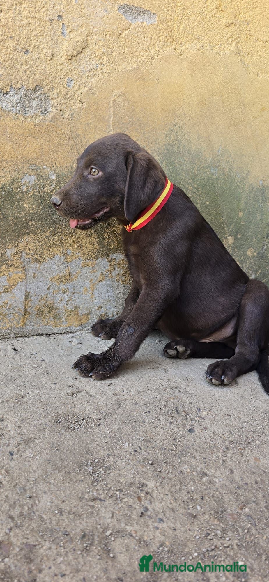 Labrador Retriever perros Preciosos bebes - Anuncio 1