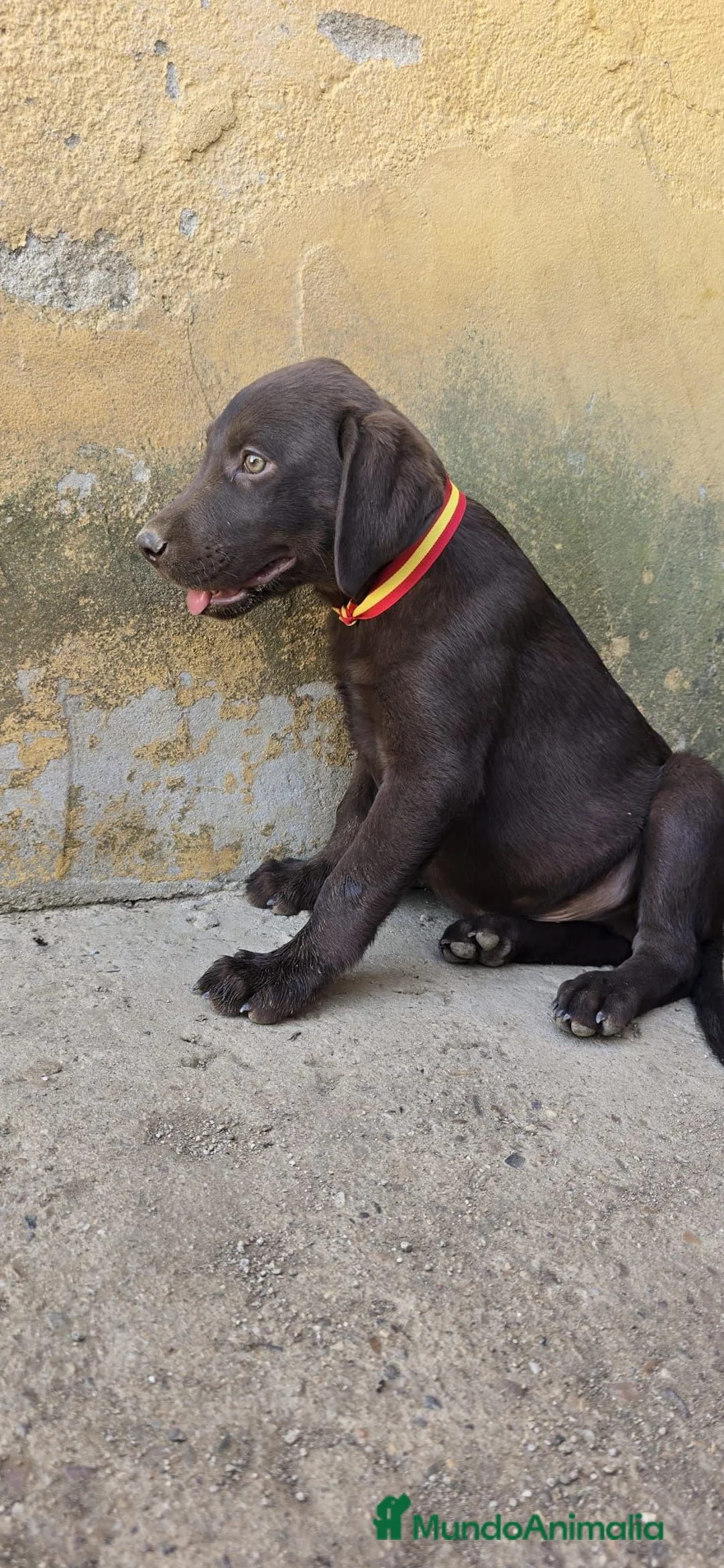 Labrador Retriever perros en adopcion: Preciosos bebes - Anuncio 1