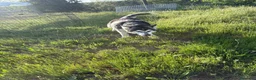 Husky Siberiano perros en venta: Husky Siberiano - Anuncio 7