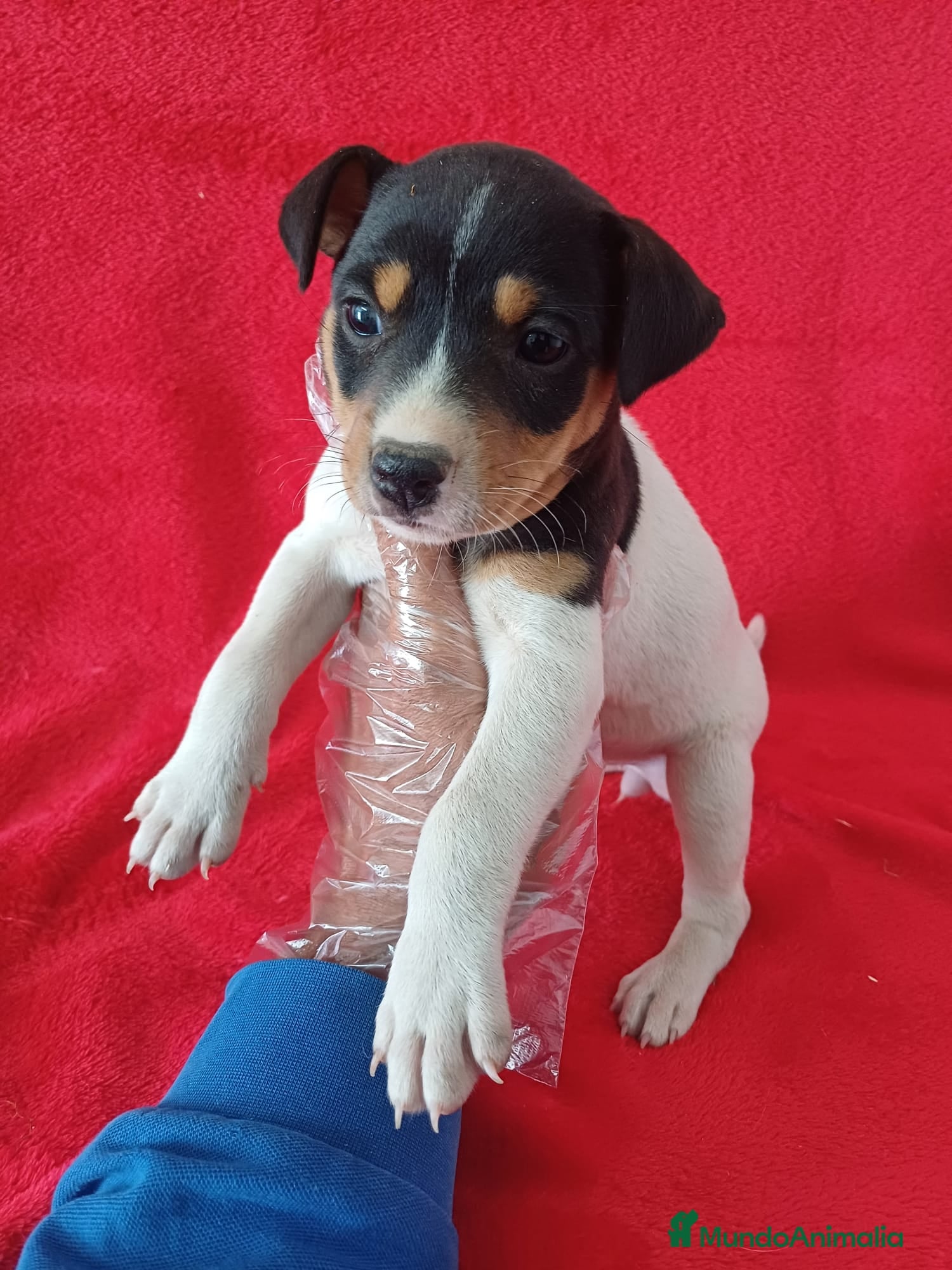 Ratonero Bodeguero Andaluz perros Bodeguero Andaluz  - Anuncio 1