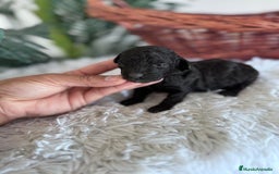 Caniche Toy perros en venta: CANICHE TOY HEMBRA - Imagen 7