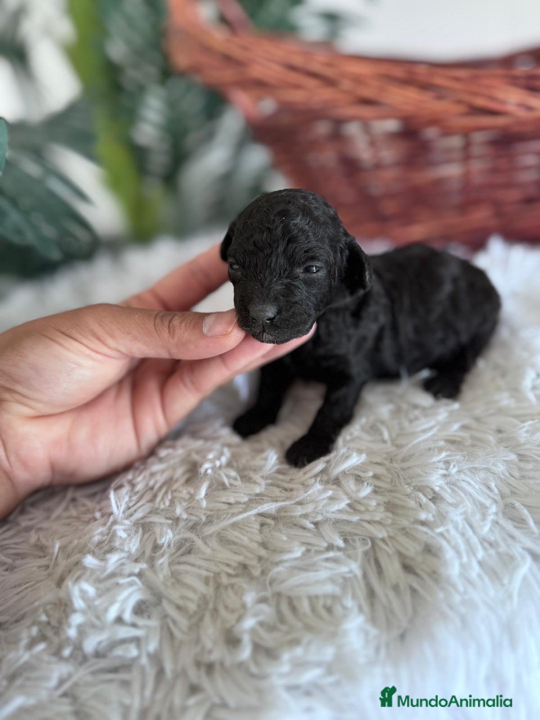 Caniche Toy perros en venta: CANICHE TOY HEMBRA - Imagen 7