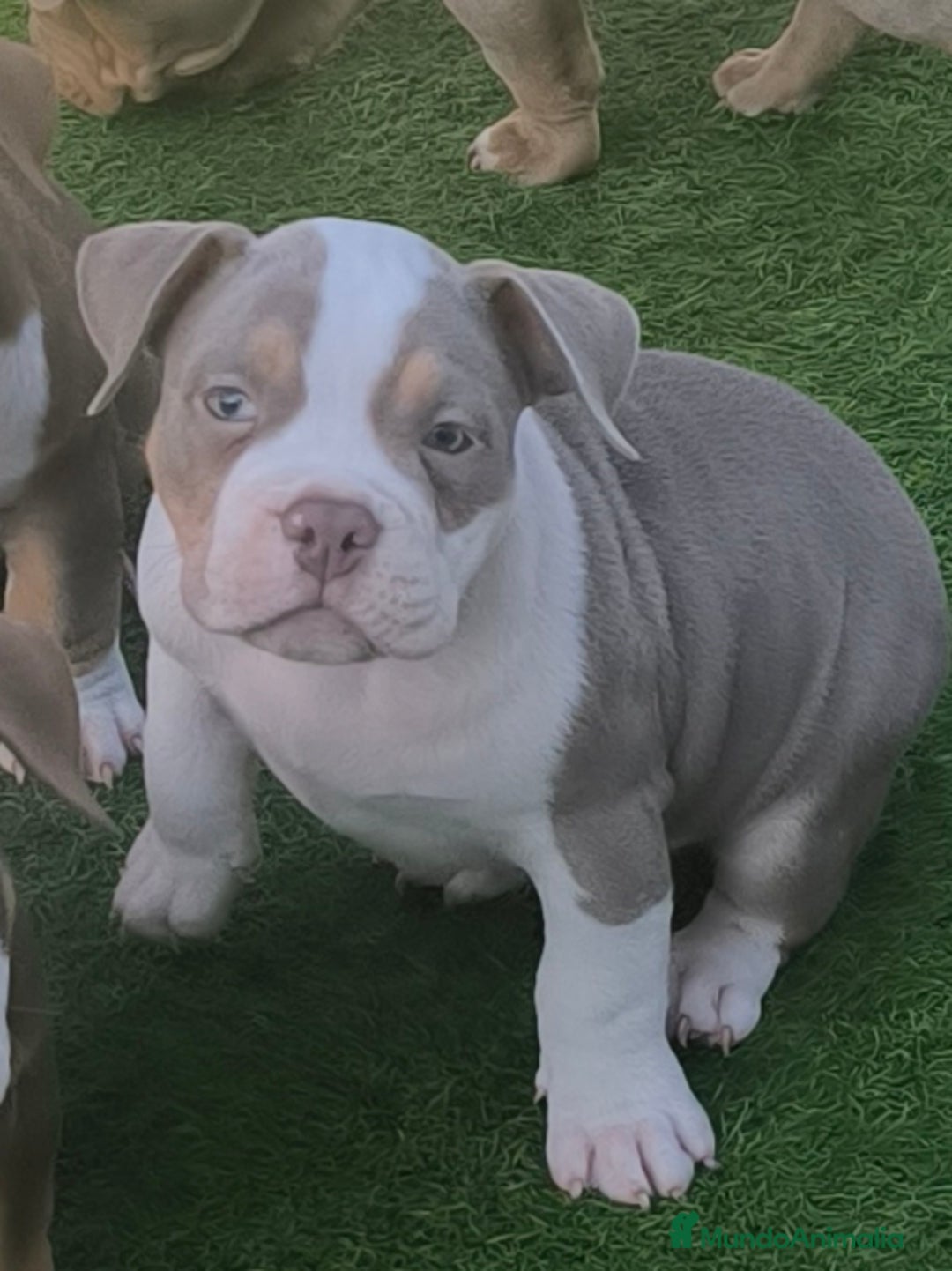 American Bully perros en venta: american bully pocket - Anuncio 3