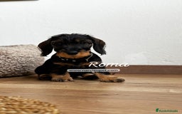 Teckel Miniatura perros en venta: TECKEL PELO DURO JABALÍ - Imagen 1