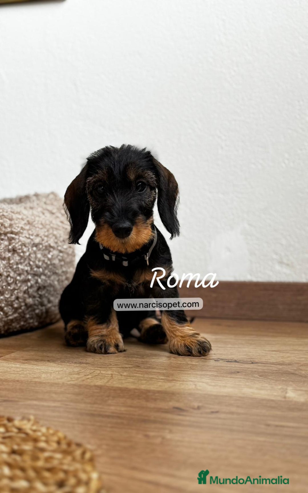 Teckel Miniatura perros en venta: TECKEL PELO DURO JABALÍ - Imagen 1