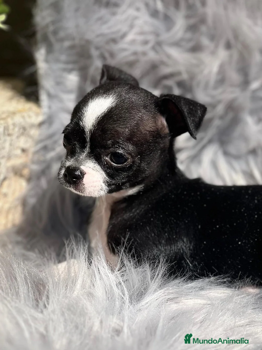 Chihuahua perros en venta: Chihuahua en Barcelona - Anuncio 5
