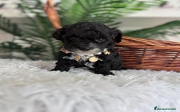 Caniche Toy perros en venta: CANICHE TOY HEMBRA - Anuncio 2