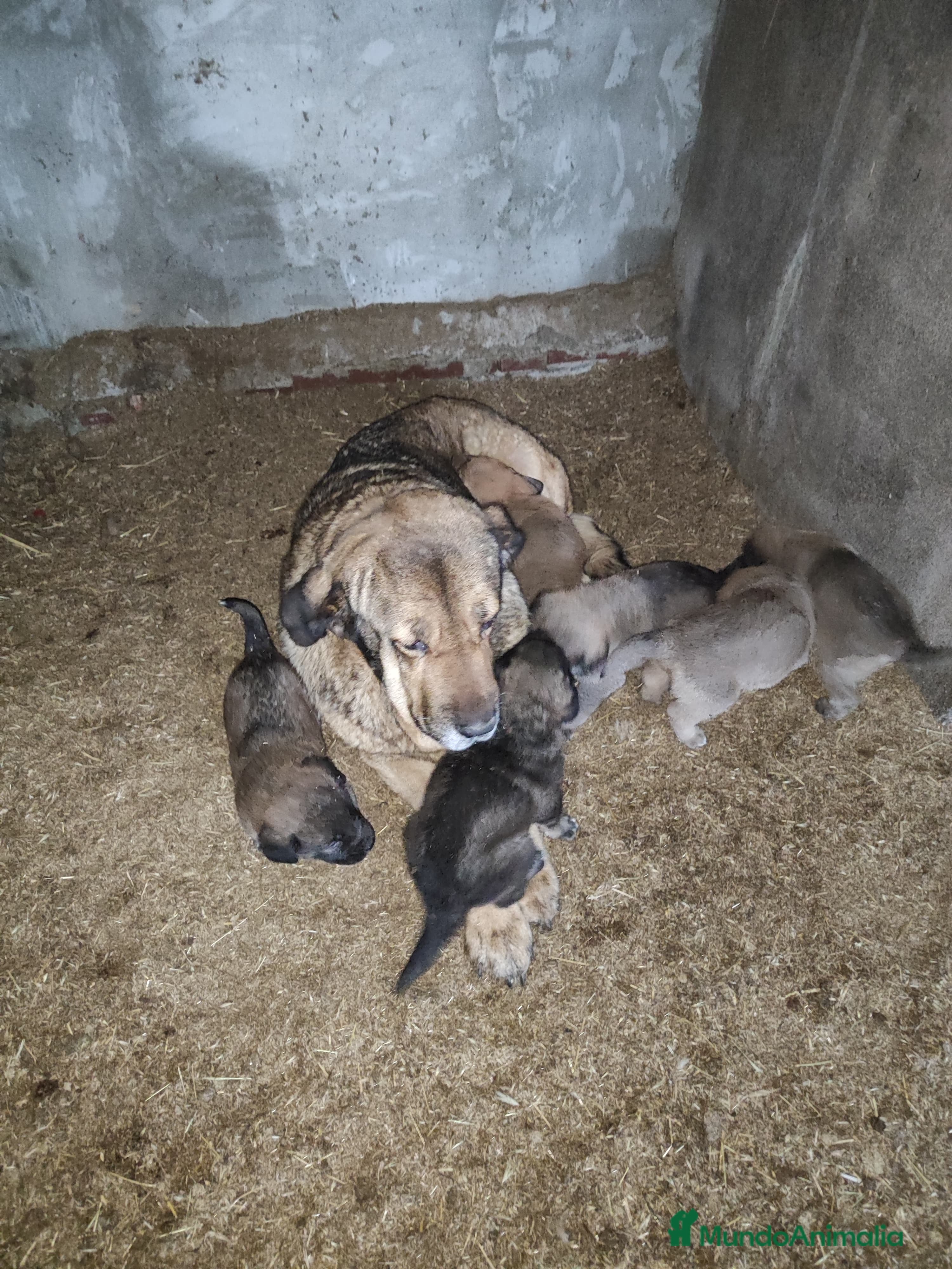 Mastín Español perros Mastin - Anuncio 1