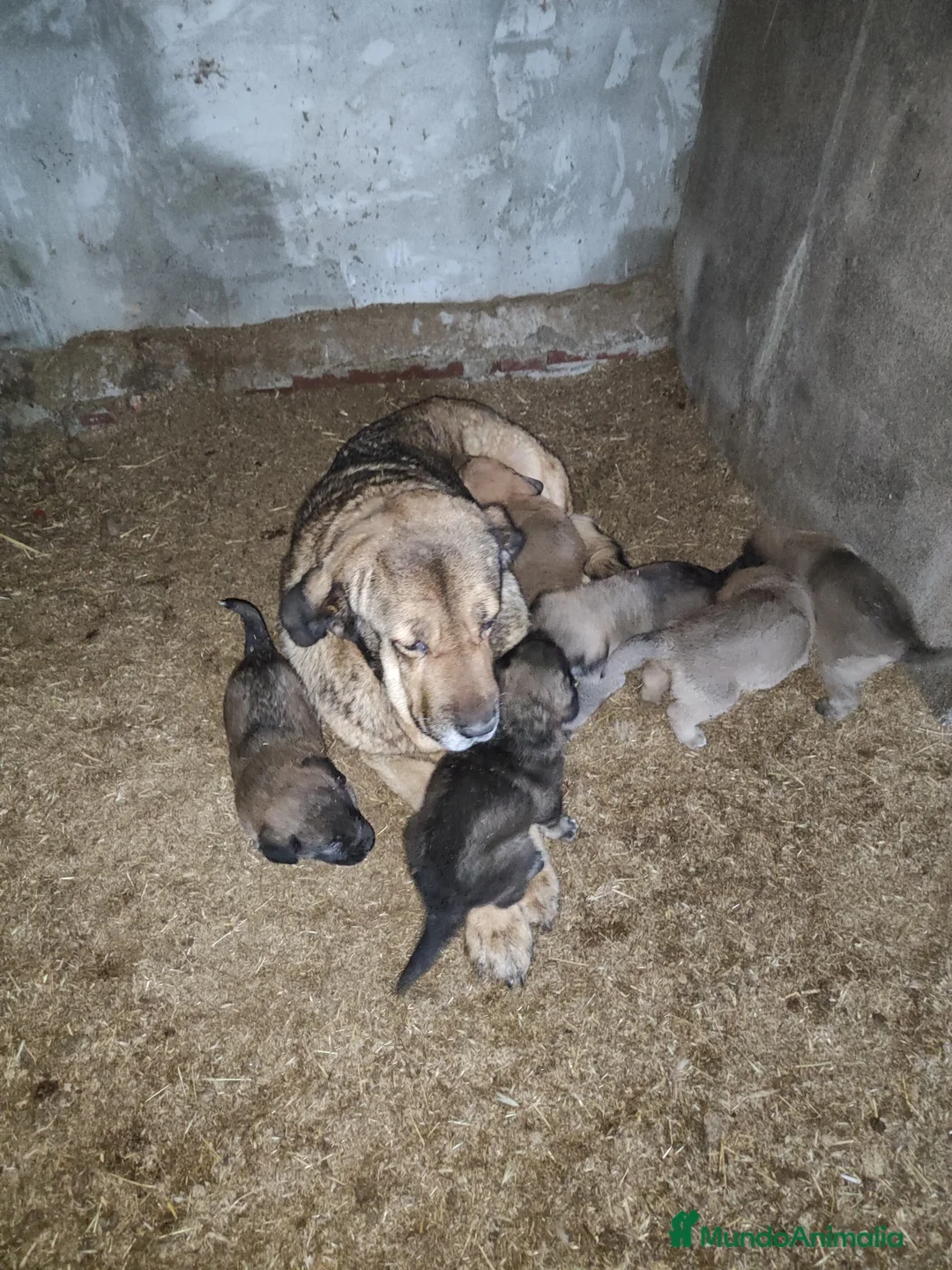 Mastín Español perros en venta: Mastin - Anuncio 1