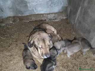 Mastín Español perros Mastin - Anuncio 1