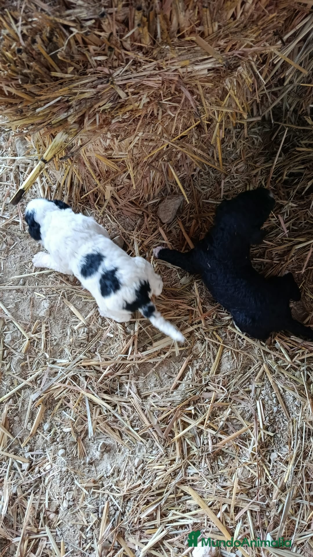 Perro de Agua Español perros en venta: PERRO DE AGUA ESPAÑOL - Anuncio 3