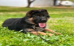 Pastor Alemán perros en venta: Pastor alemán cachorros venta Valencia en Valencia - Imagen 2