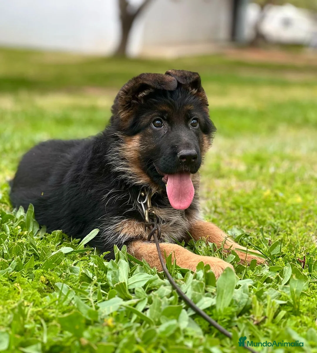 Pastor Alemán perros en venta: Pastor alemán cachorros venta Valencia en Valencia - Anuncio 2