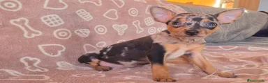 Pinscher Miniatura 1