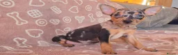 Pinscher Miniatura perros en venta: Pincher Miniatura Merles azul - Anuncio 2