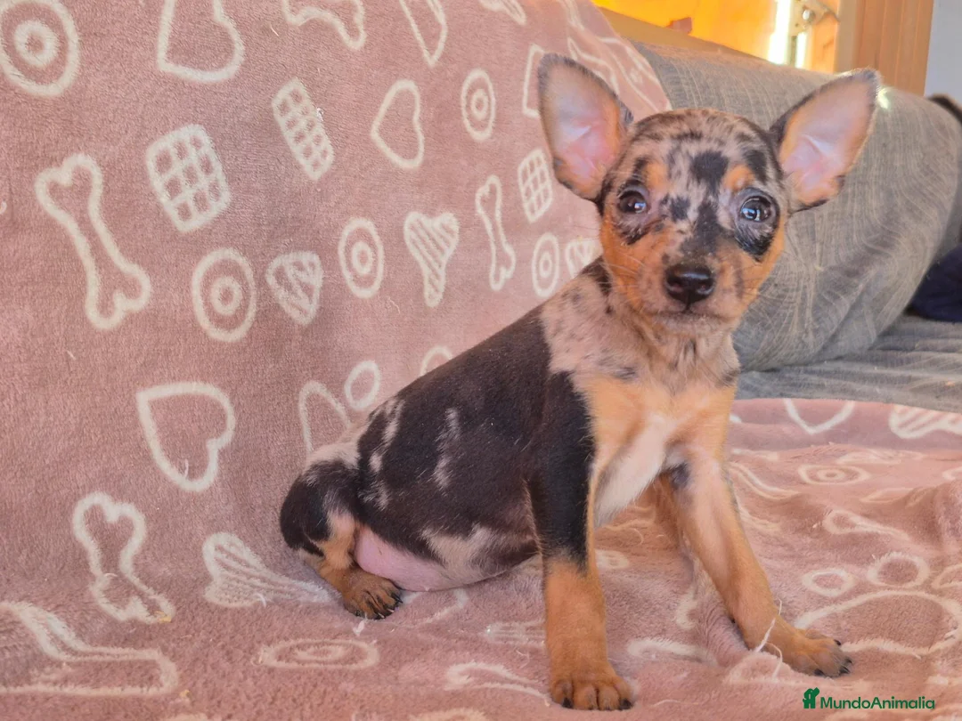 Pinscher Miniatura perros en venta: Pincher Miniatura Merles azul - Anuncio 2