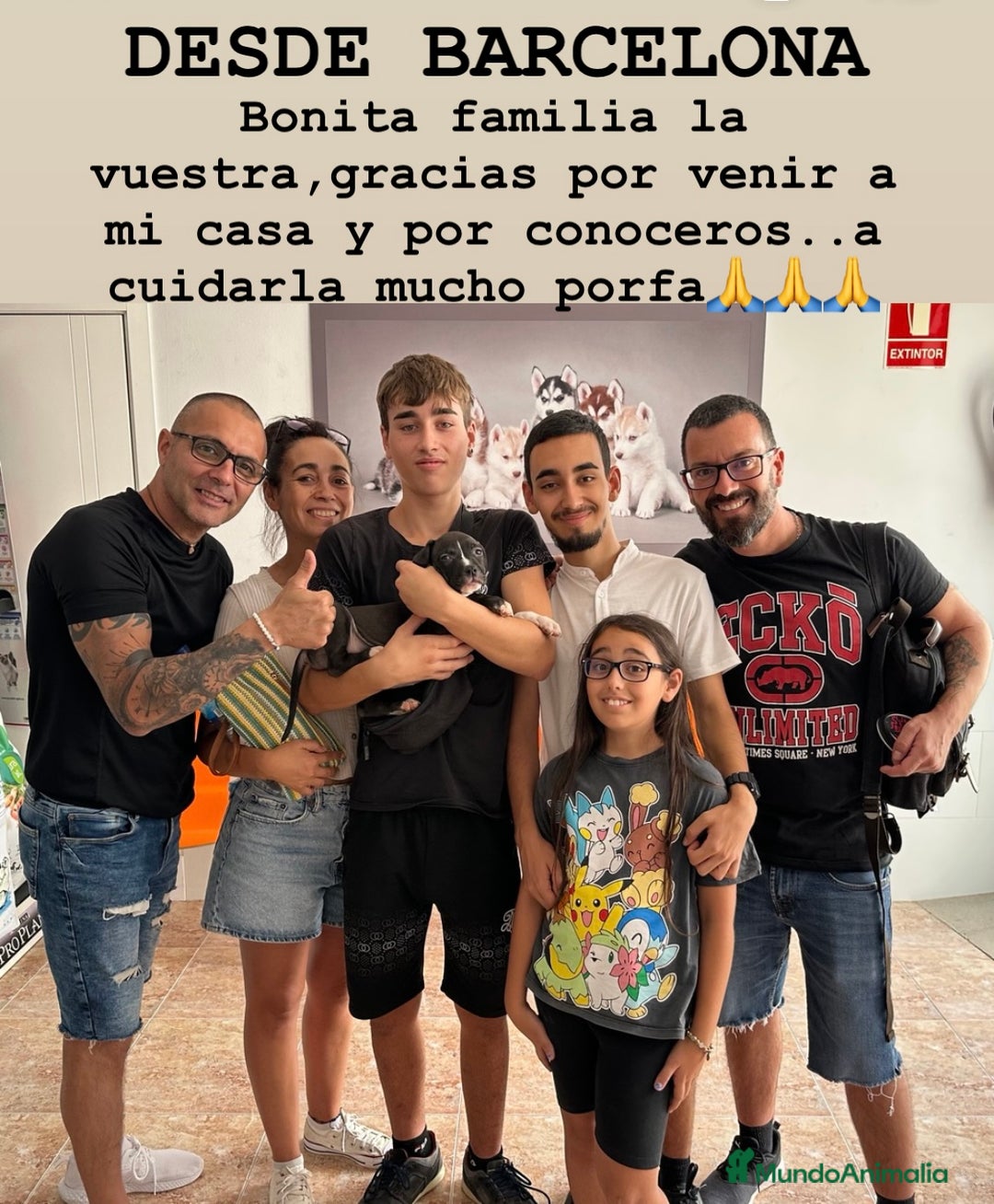 American Staffordshire-Terrier perros en venta: American Stanford, mis pequeños - Imagen 3