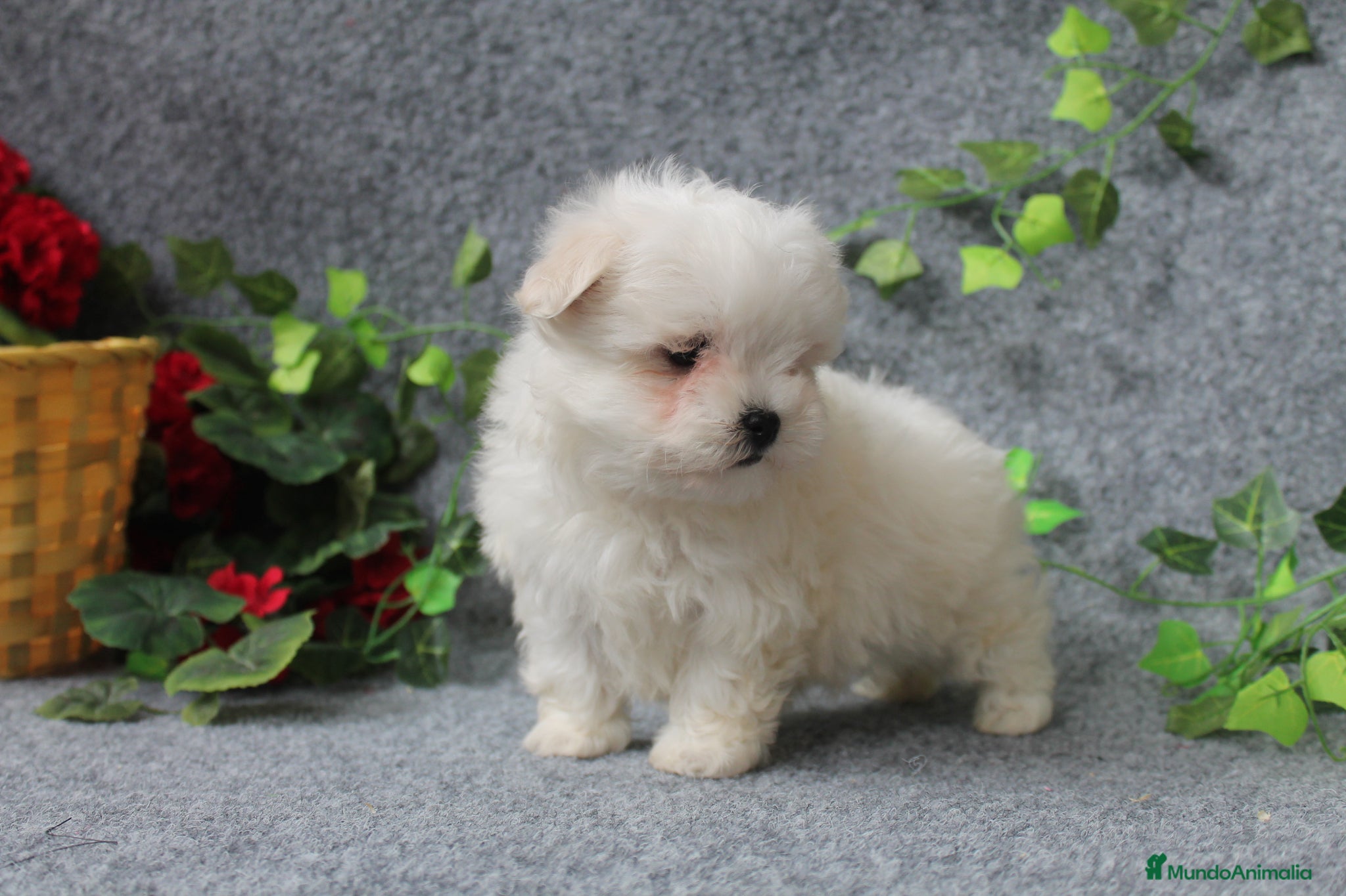 Bichón Maltés Cachorro 3