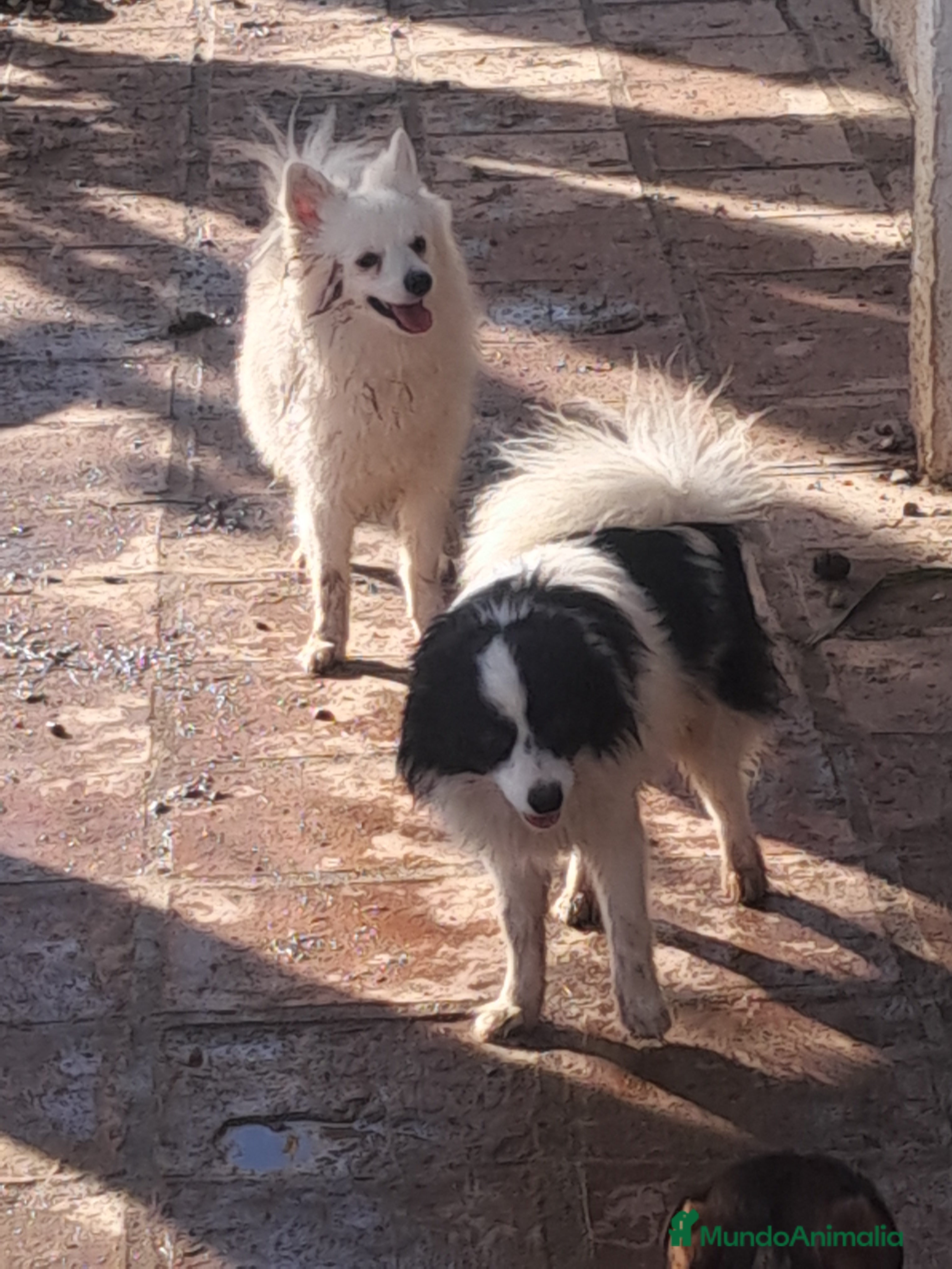 Pomerania perros Preciosos pomeranian  - Anuncio 1