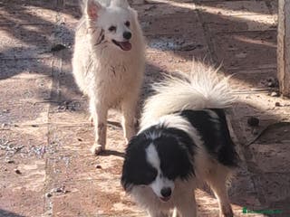 Pomerania perros Preciosos pomeranian - Anuncio 22