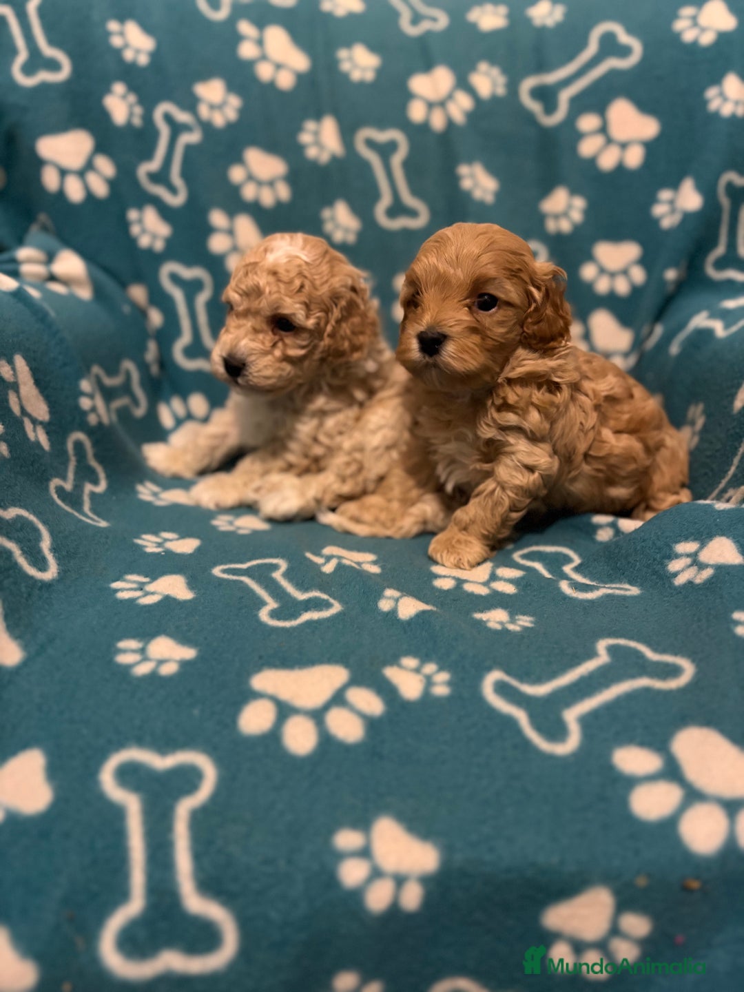 Maltipoo perros en venta: Maltipoo - Anuncio 1