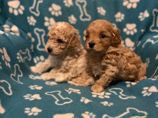 Maltipoo perros Maltipoo - Anuncio 3