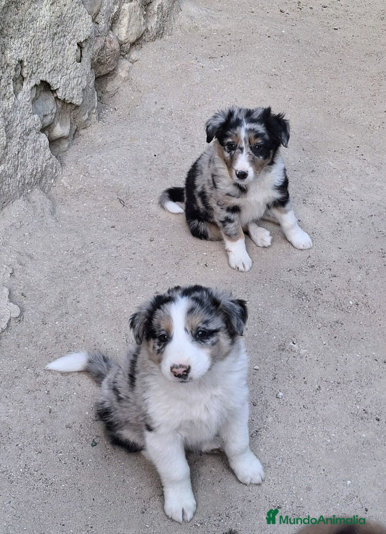 Border Collie perros Boder collie - Anuncio 1