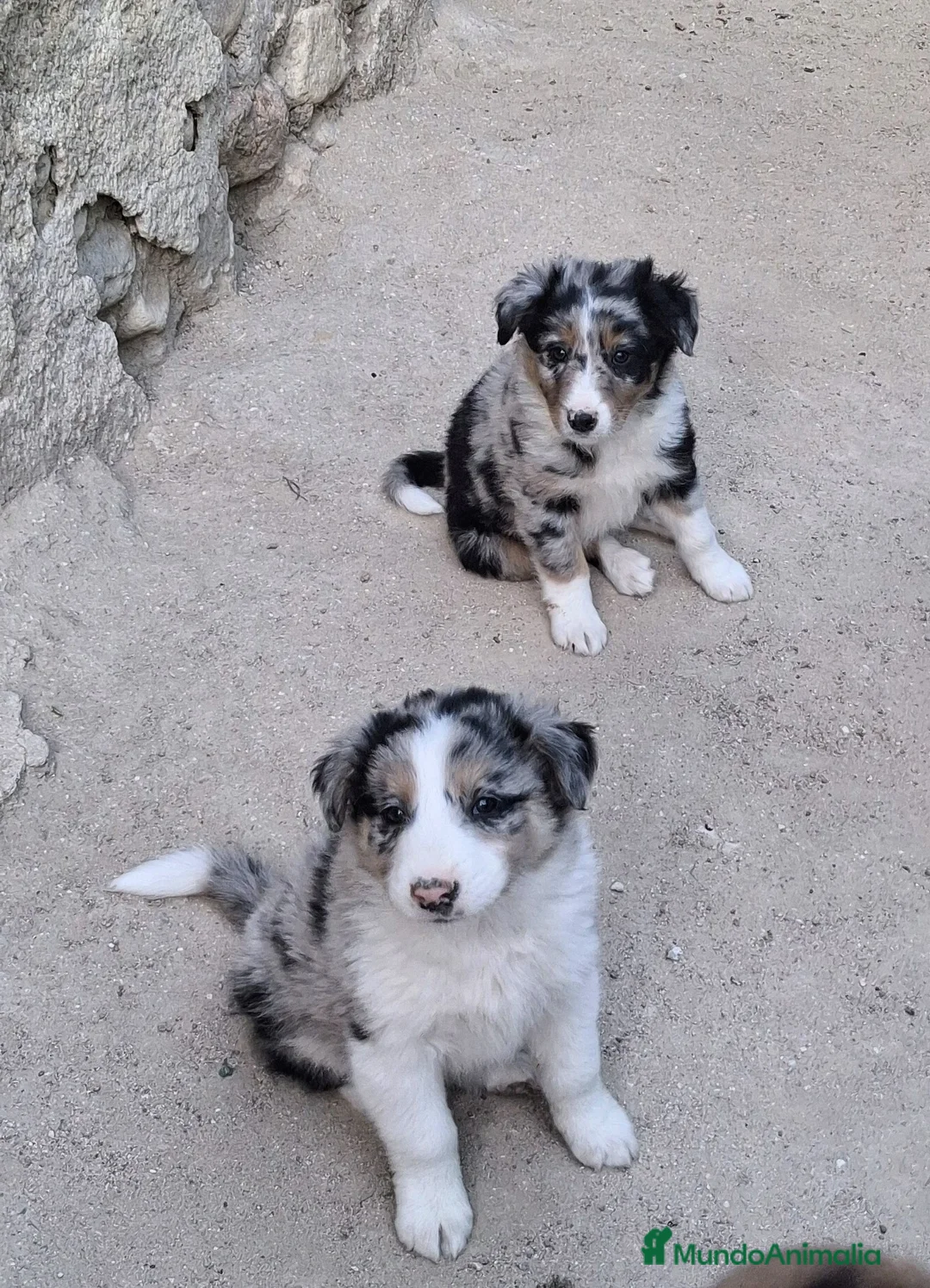 Border Collie perros en venta: Boder collie - Anuncio 1